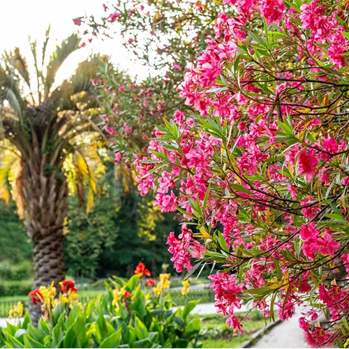 A vibrant garden scene near Winter Park landmarks served by Sunstate Roofs, a trusted Central Florida roofing company and contractor specializing in residential and commercial roofing solutions.