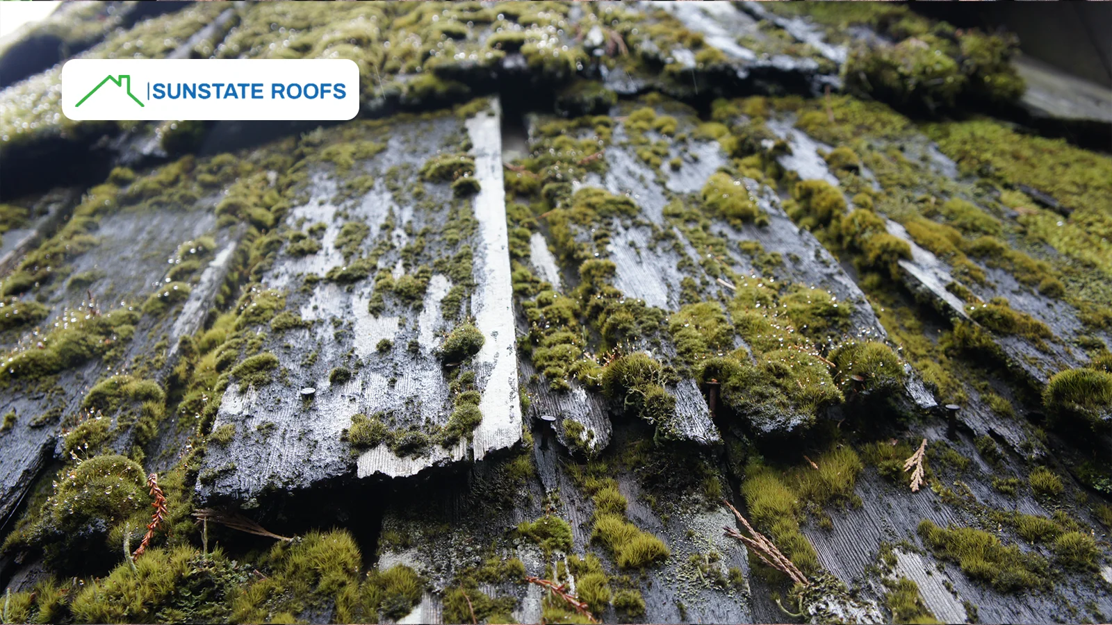 Moss and algae growth on a roof indicating the need for roof repairs and cleaning to prevent material deterioration.