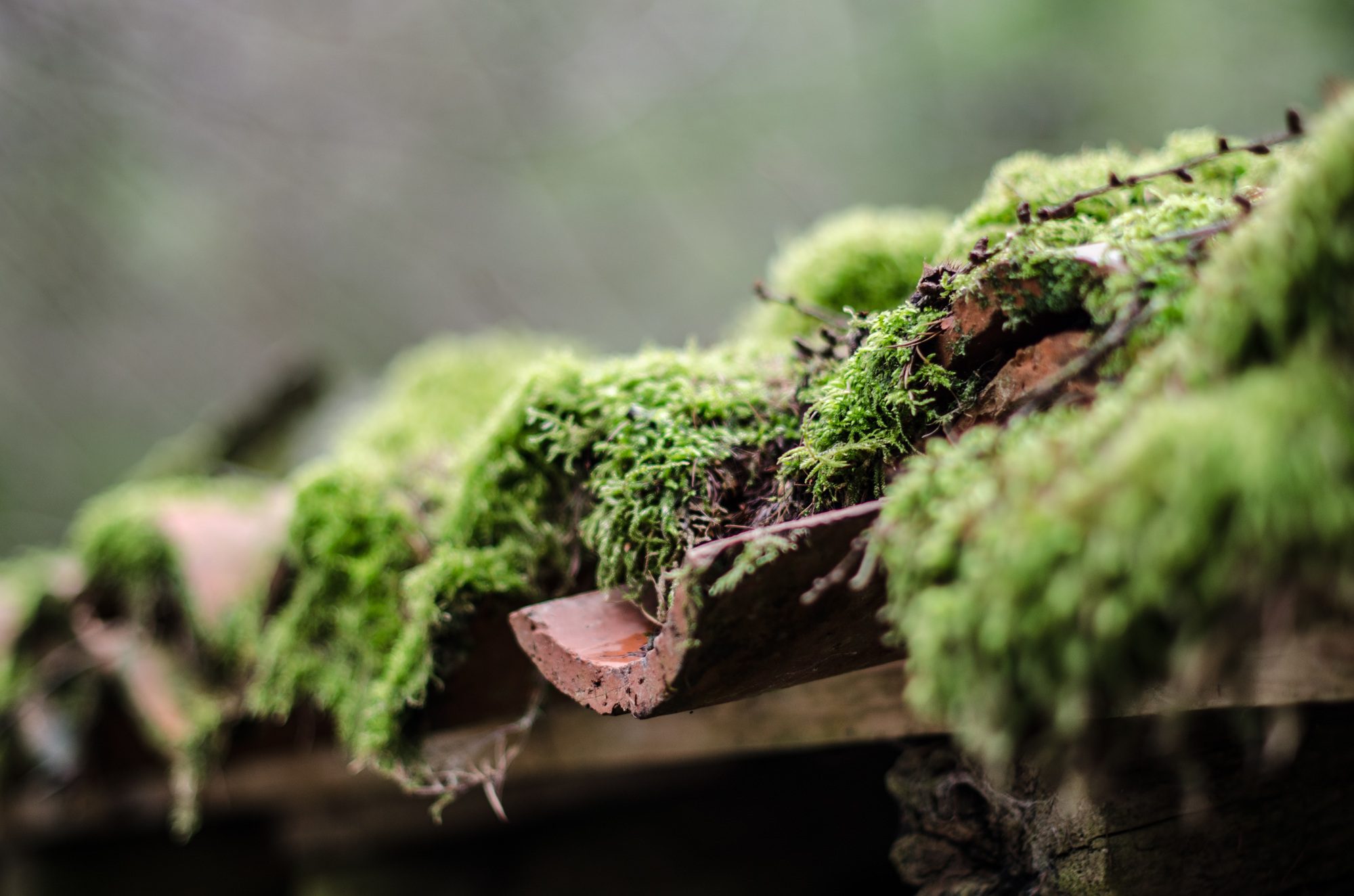 Close-up shot of a roof covered with moss, highlighting potential damage from moisture and decay. Expert Roof Replacement in Central Florida helps homeowners upgrade to durable, weather-resistant roofing solutions to prevent future issues.