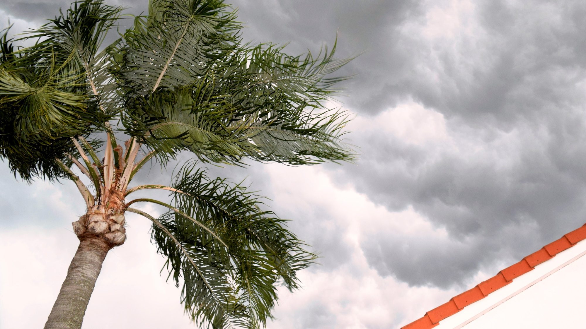 Looking up at a blowing palm tree and the partial roofline of a Florida home as a storm approaches. Timely Roof Repair in Orlando is essential to protect homes from severe weather damage.
